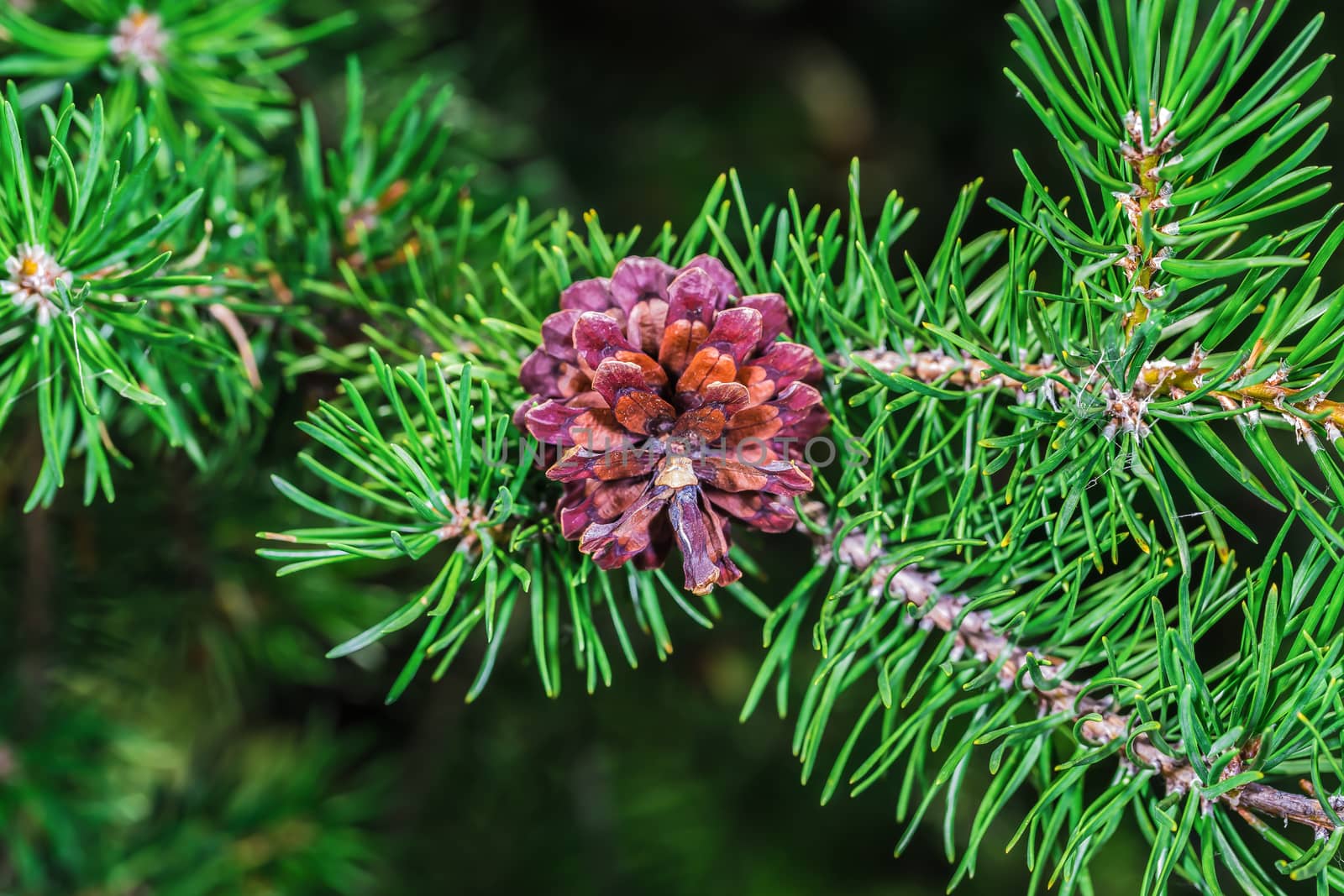 A beautiful brown pine cone in a park in Montreal City. Canada.