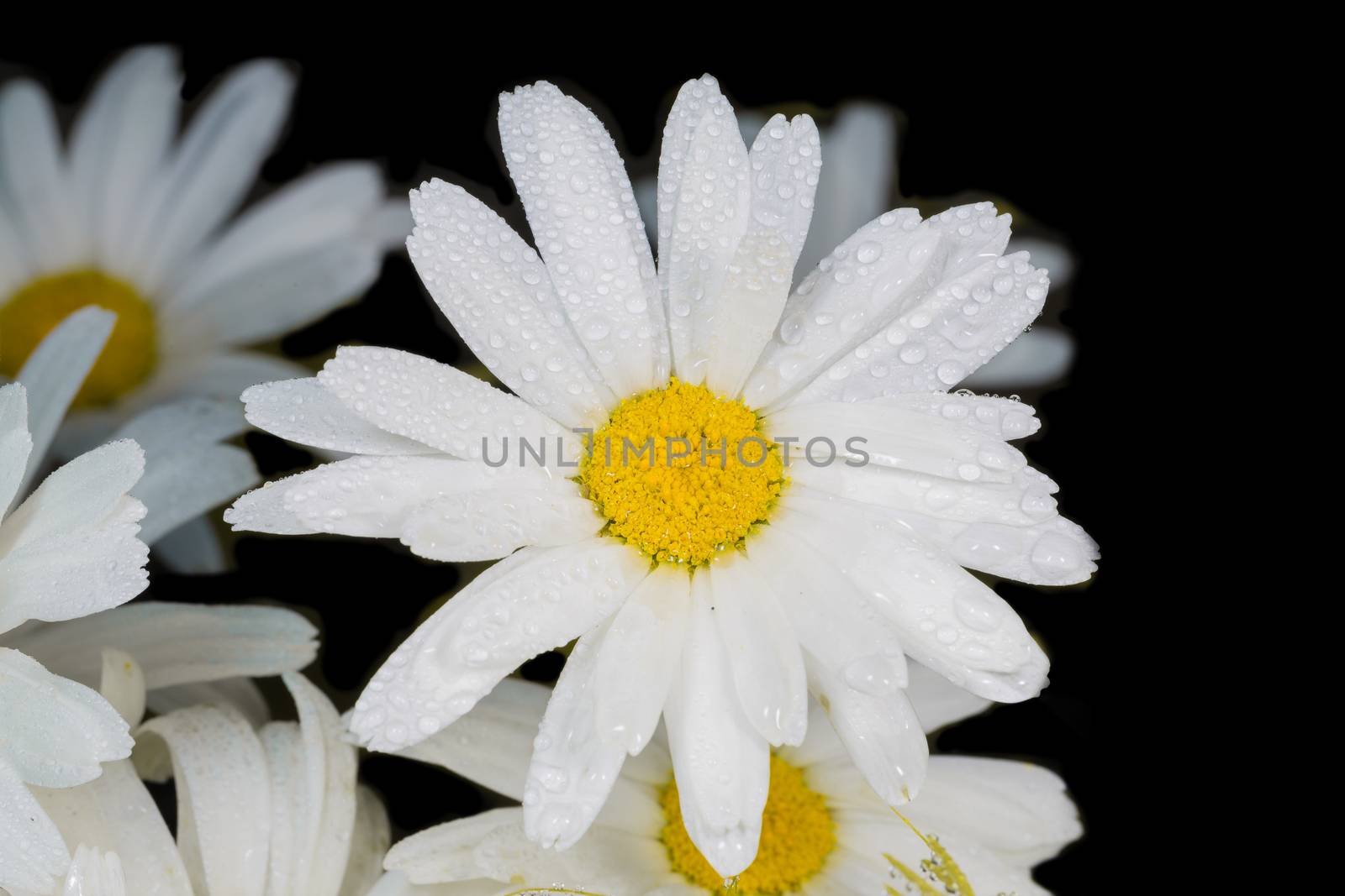 A really beautiful extraordinary camomile in the summer. Quebec, Canada