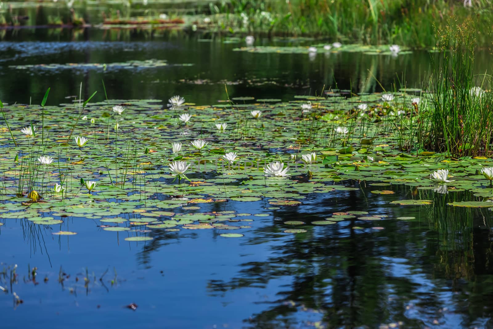 A lot of lily pads on a lake by petkolophoto