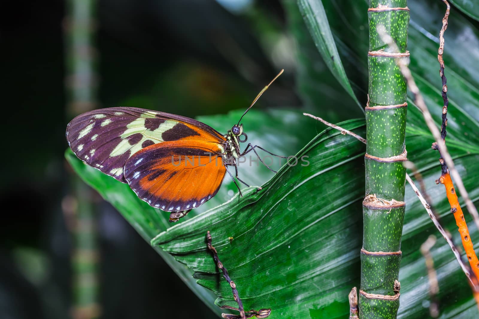 A beautiful butterfly on a flower by petkolophoto