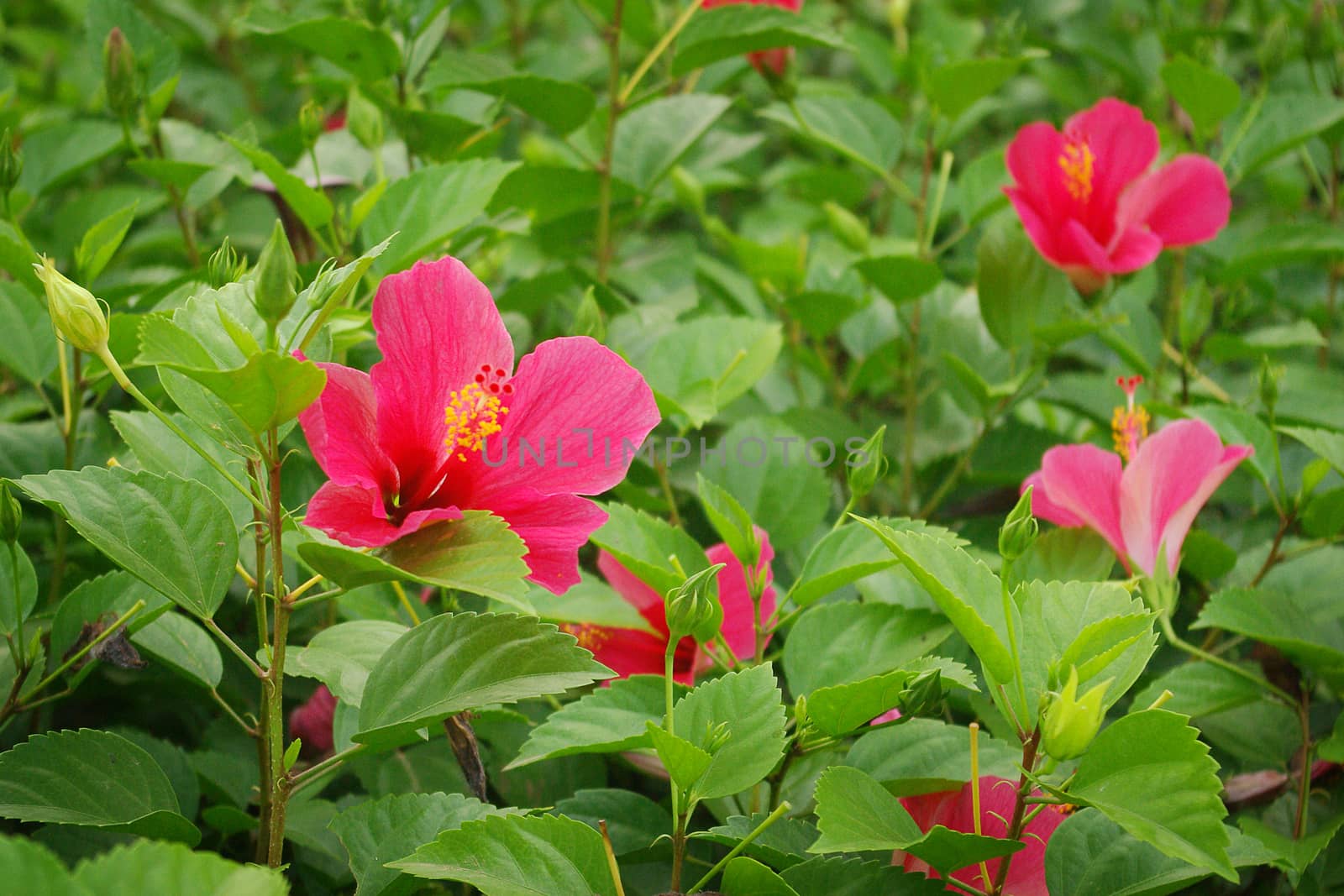 Hibiscus flowers in the garden