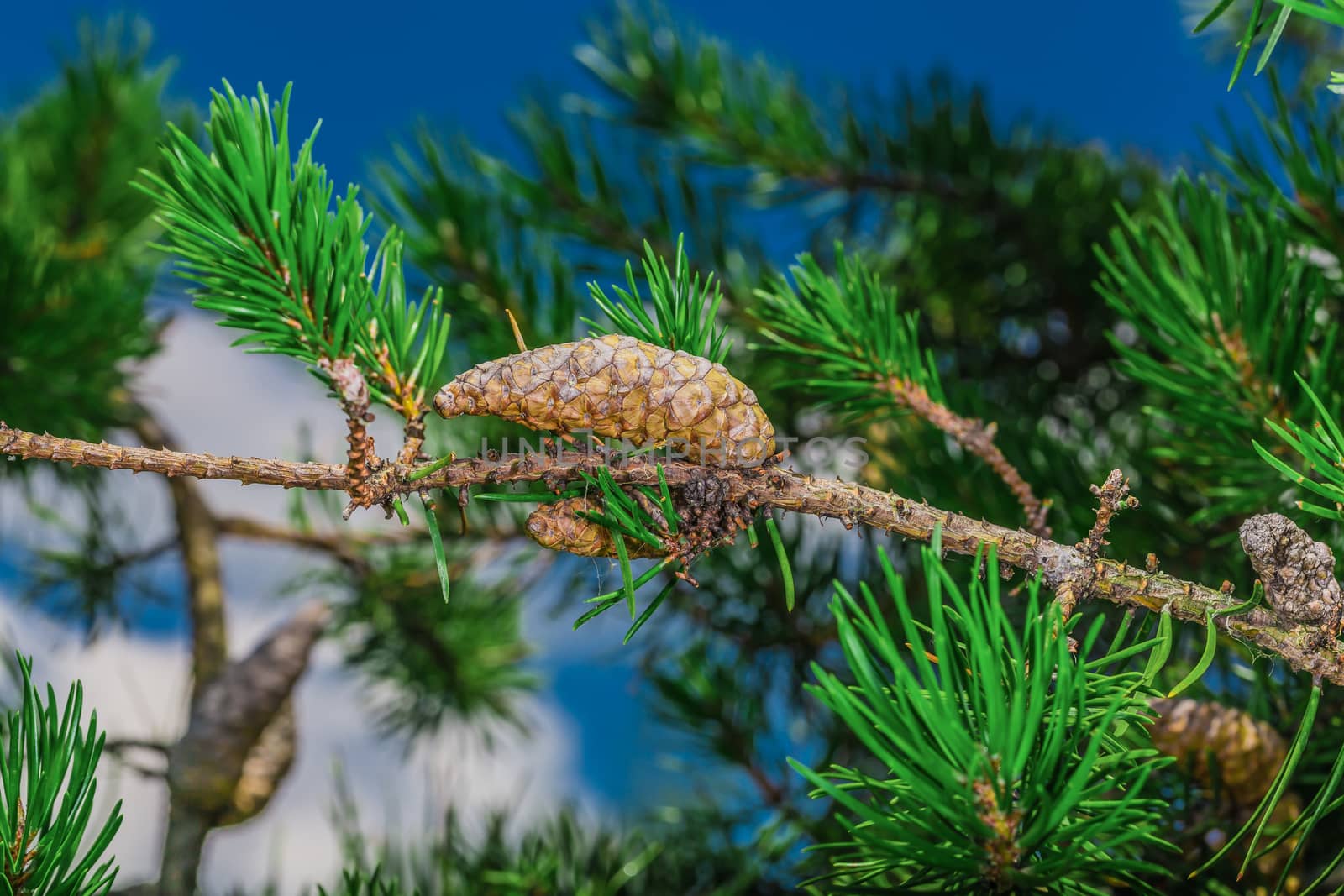 A beautiful brown pine cone by petkolophoto