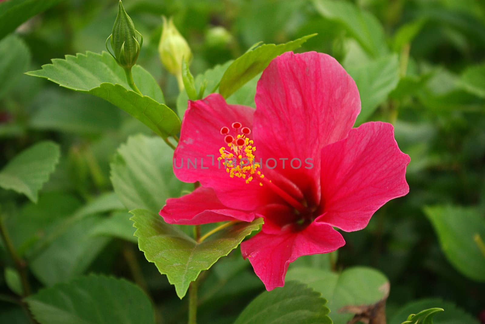 Hibiscus flowers in the garden