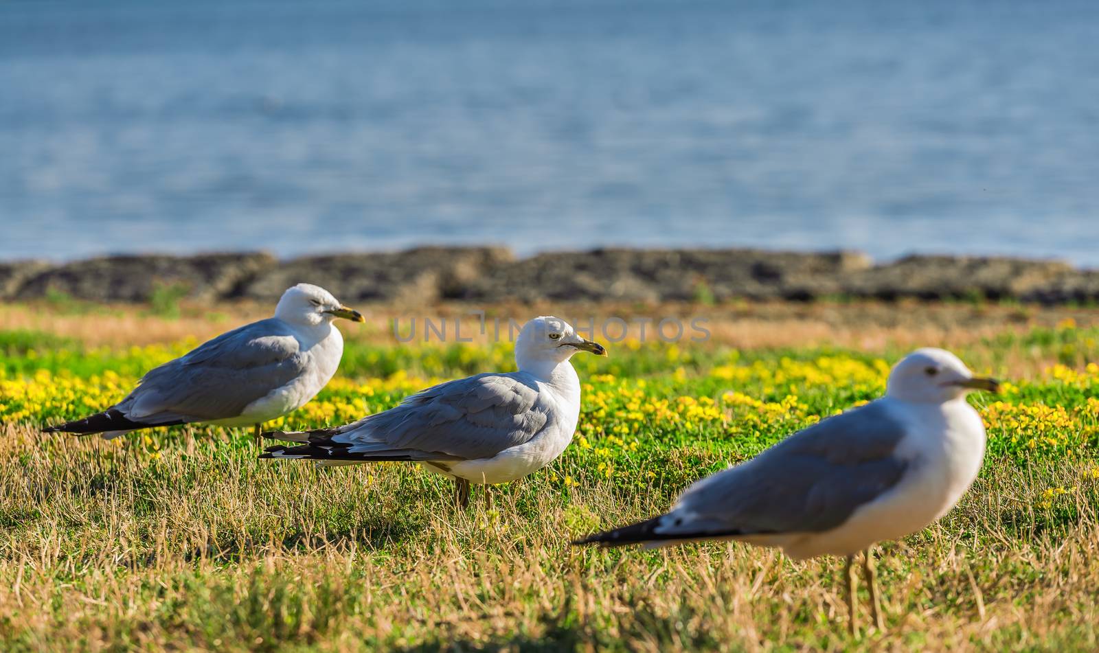 Amazing seagulls in the wild in Ontario, Canada.