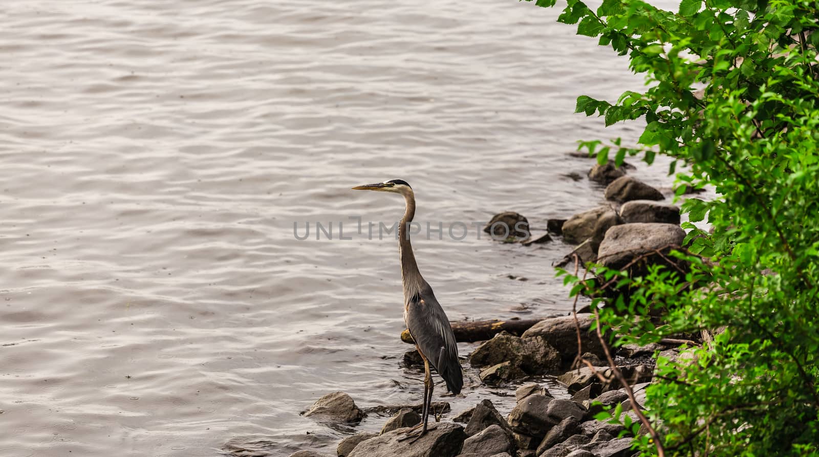 An amazing beautiful heron near the water in the wild, Ontario, Canada.