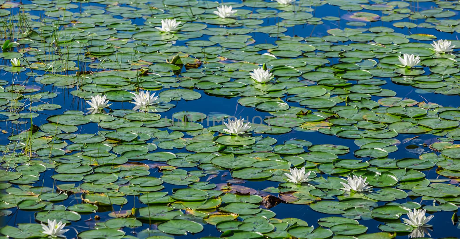 Many lily pads and lotus flowers floating on the water in a lake in the wild nature of Canada.