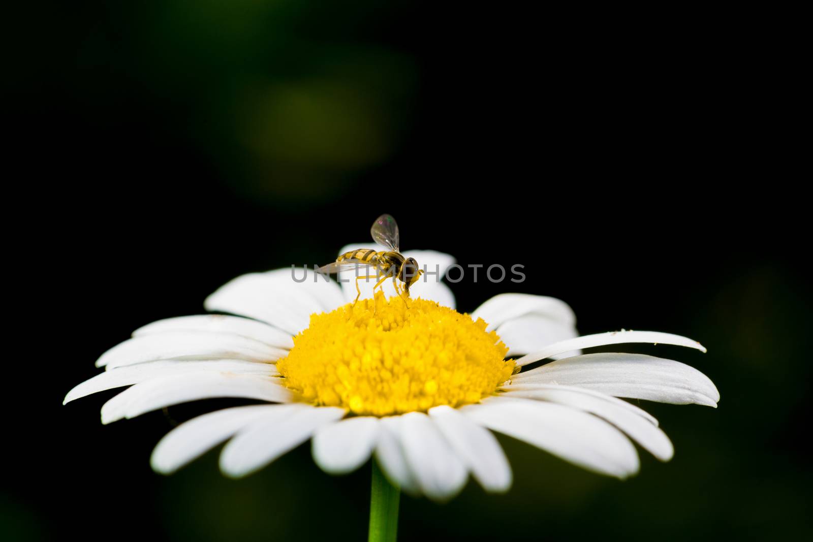 A really amazing unreal camomile by petkolophoto