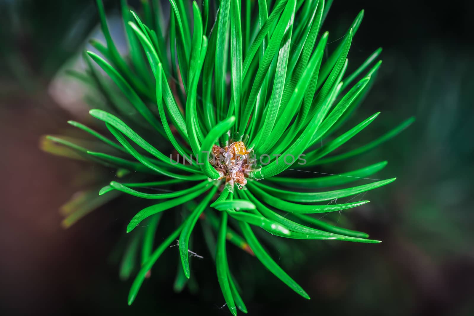 A beautiful brown pine cone in a park in Montreal City. Canada.