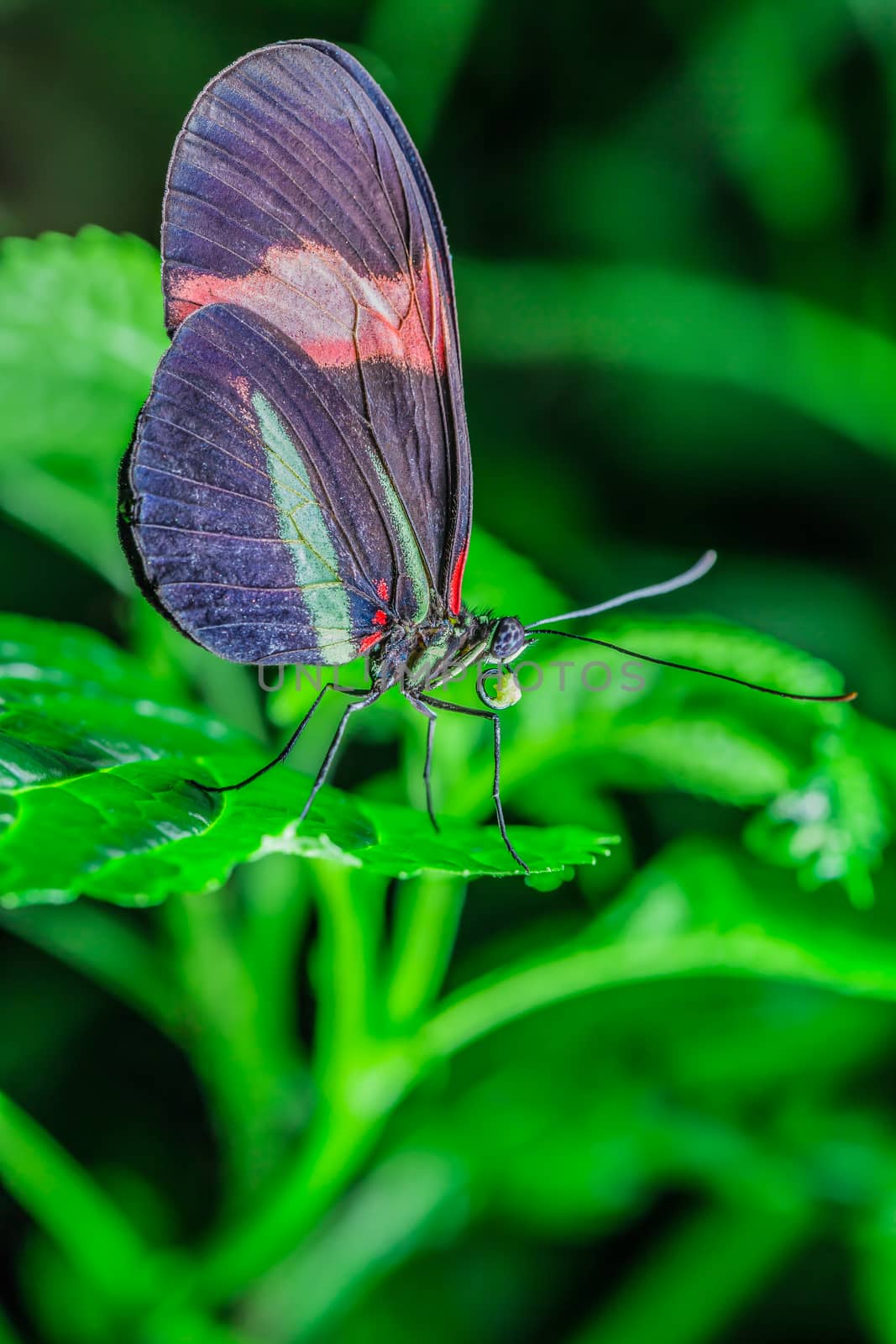 A beautiful butterfly on an green leaf, in a park, in Toronto, Canada.