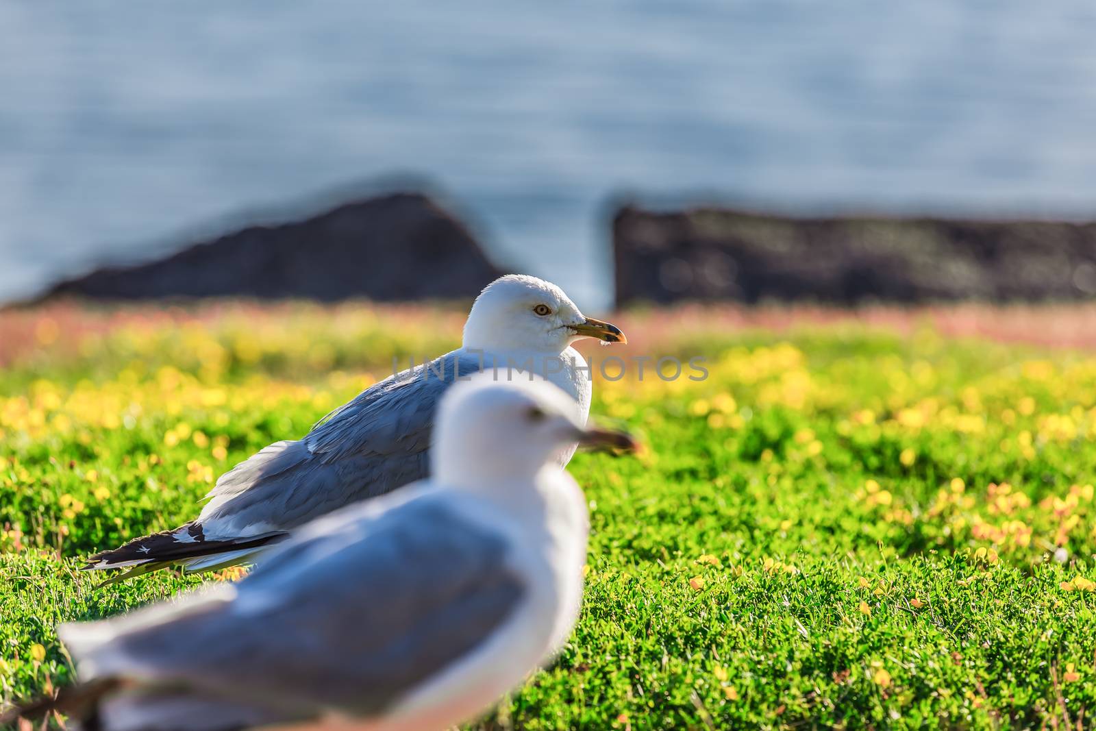 Many beautiful seagulls by petkolophoto