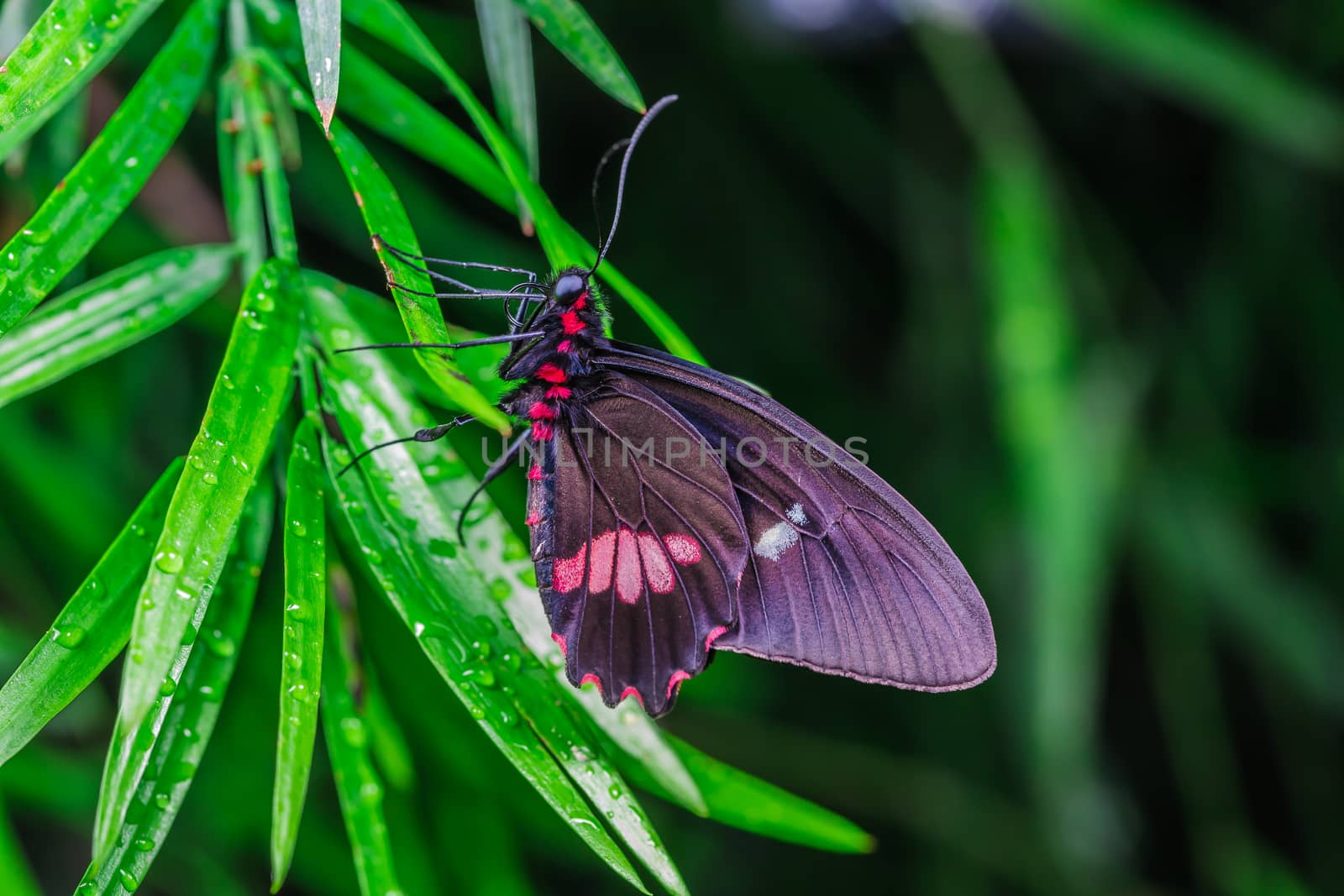 A beautiful butterfly on a flower by petkolophoto