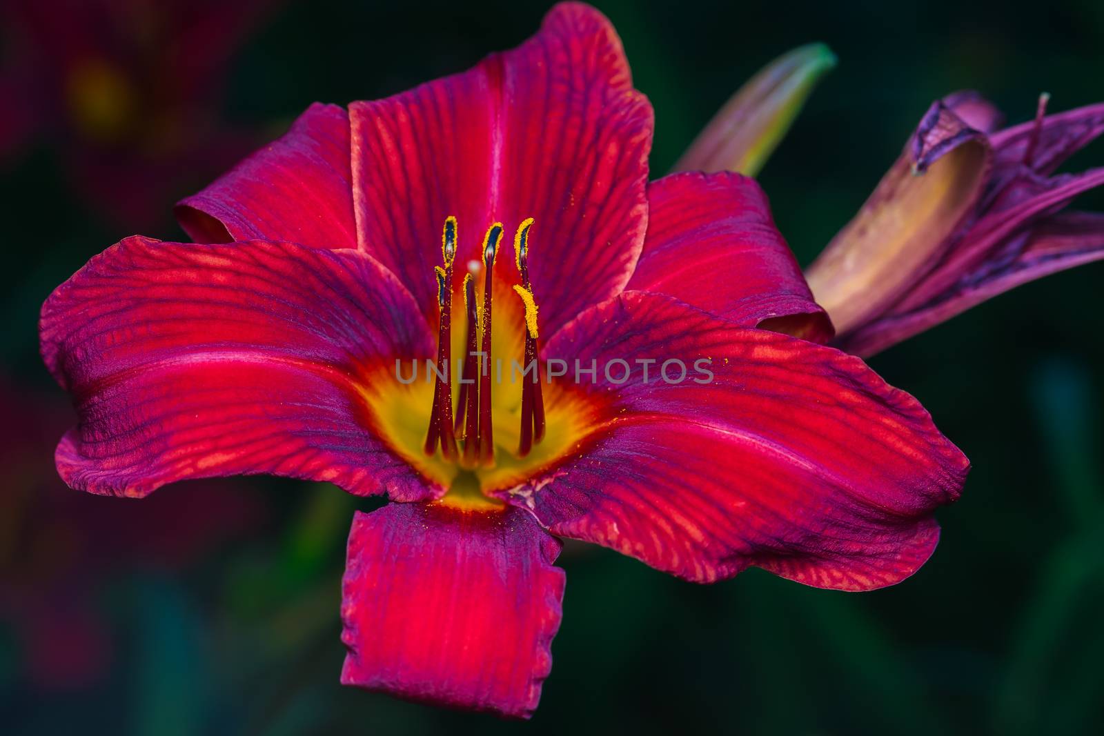 A really beautiful red flower in a park. Quebec, Canada,