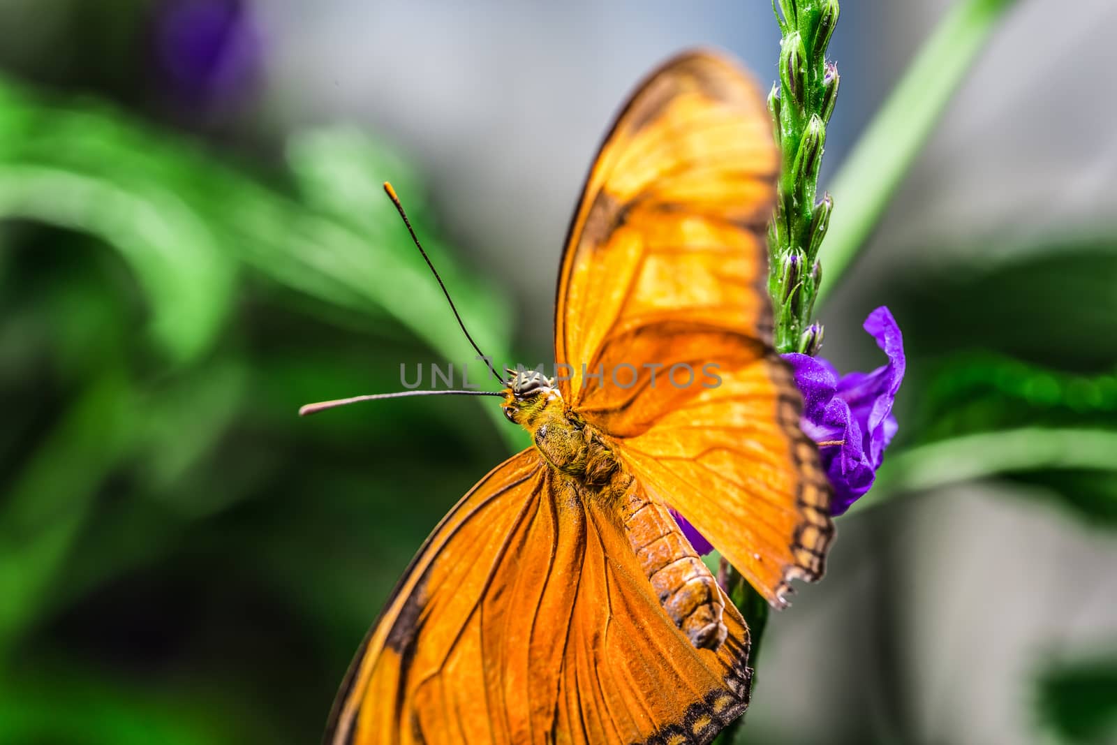 A beautiful butterfly on a flower by petkolophoto