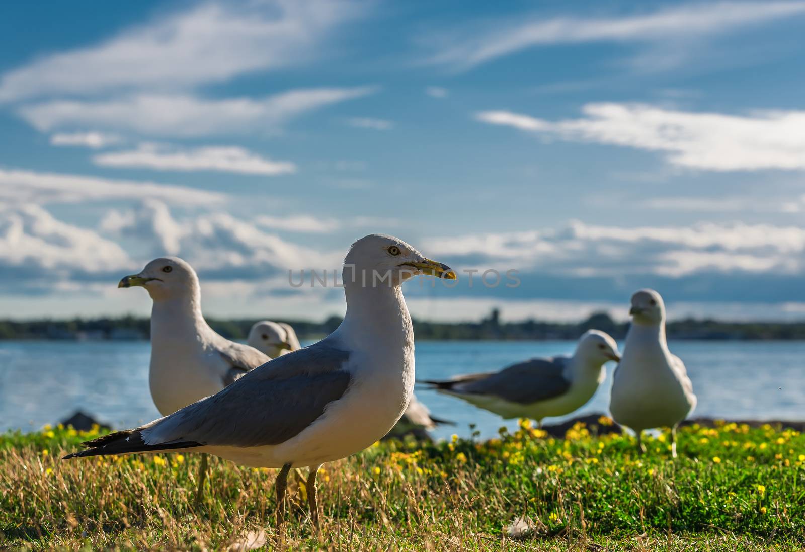 Amazing seagulls in the wild in Ontario, Canada.