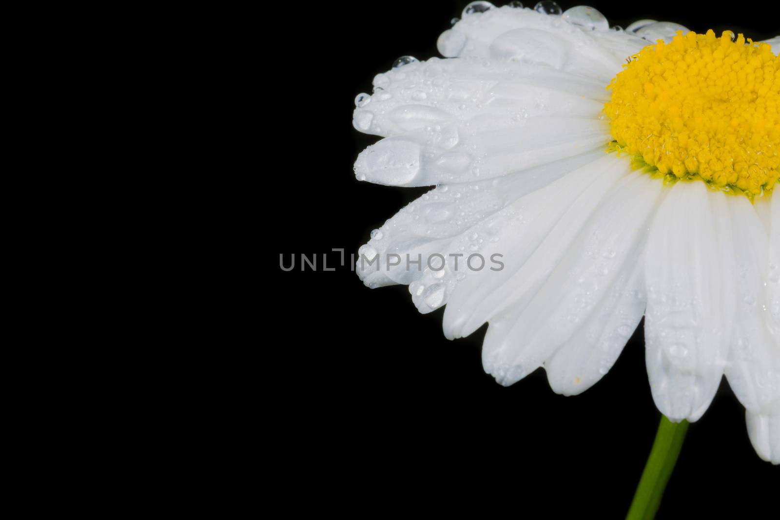 A really beautiful extraordinary camomile in the summer. Quebec, Canada