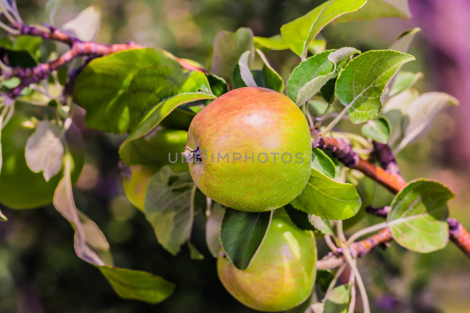 A big green and little bit reddish apple in the wild, Ontario, Canada.