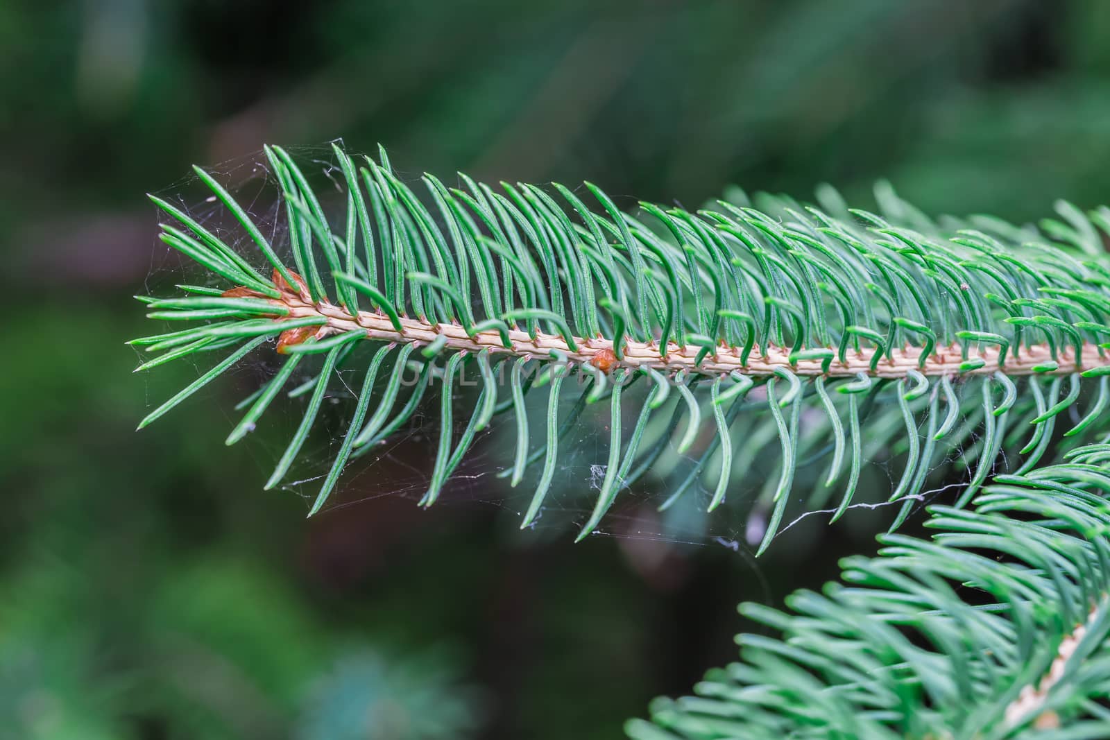 A beautiful brown pine cone by petkolophoto