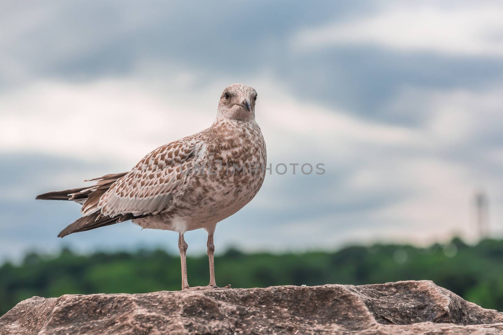 Many beautiful seagulls by petkolophoto