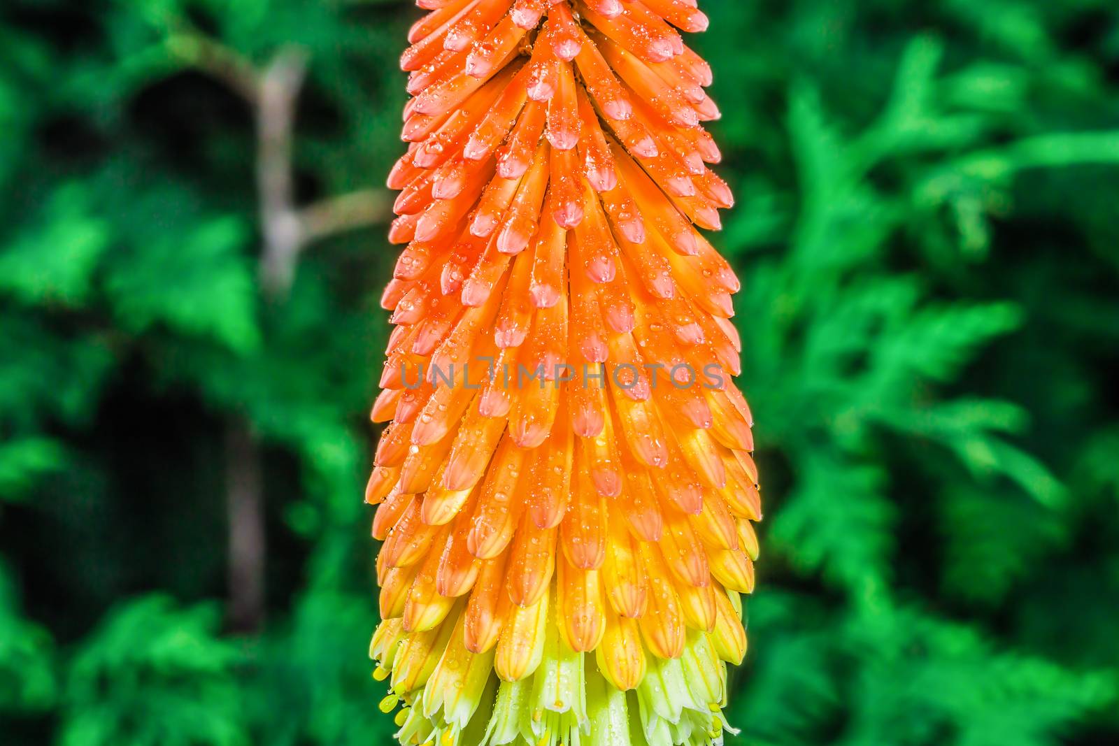 A really beautiful orange Kniphofia in the park after the rain. Montreal, Canada.