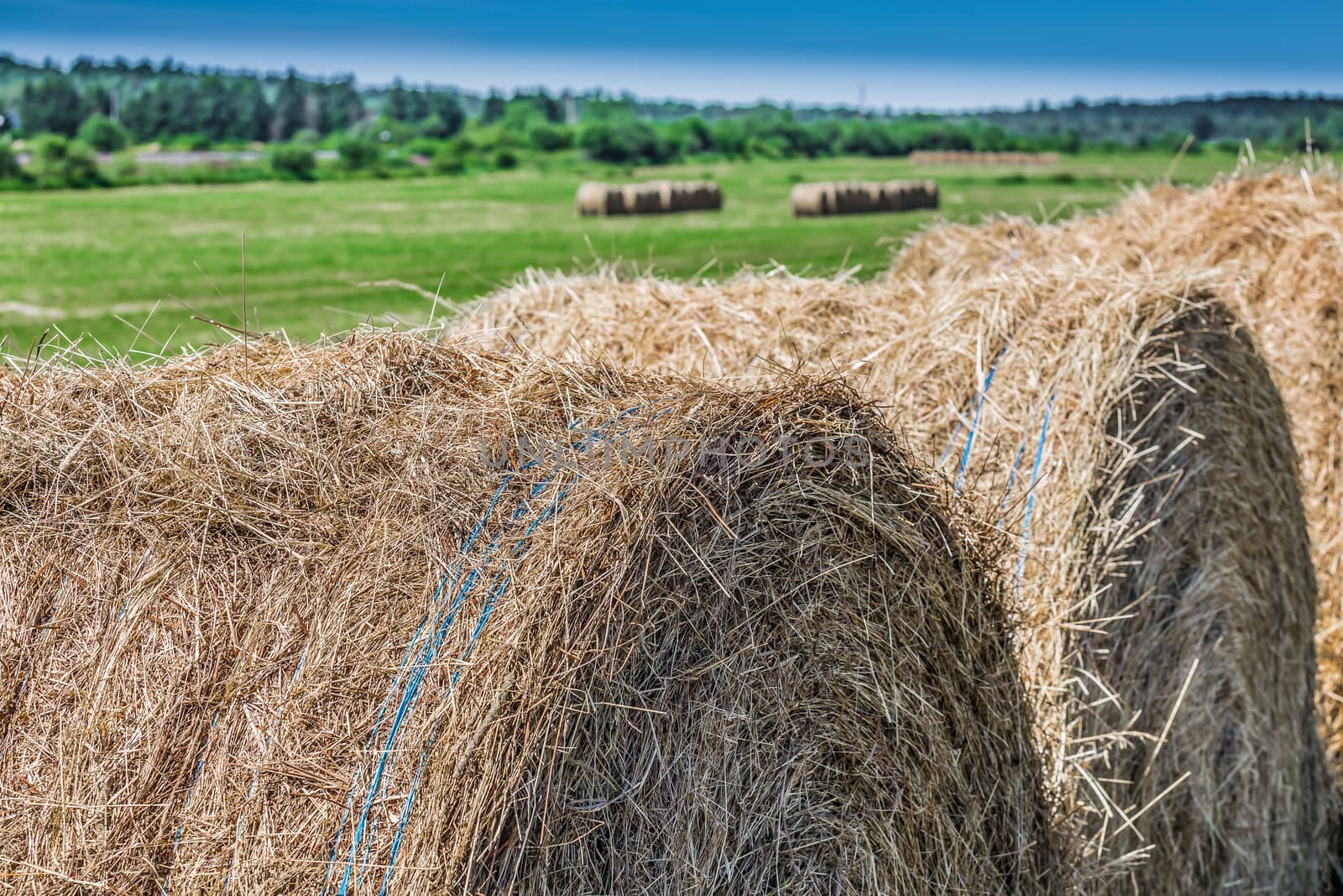 Yellow hay in a field by petkolophoto