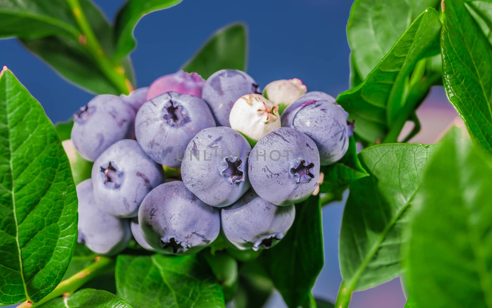 A lot of many blueberries by petkolophoto