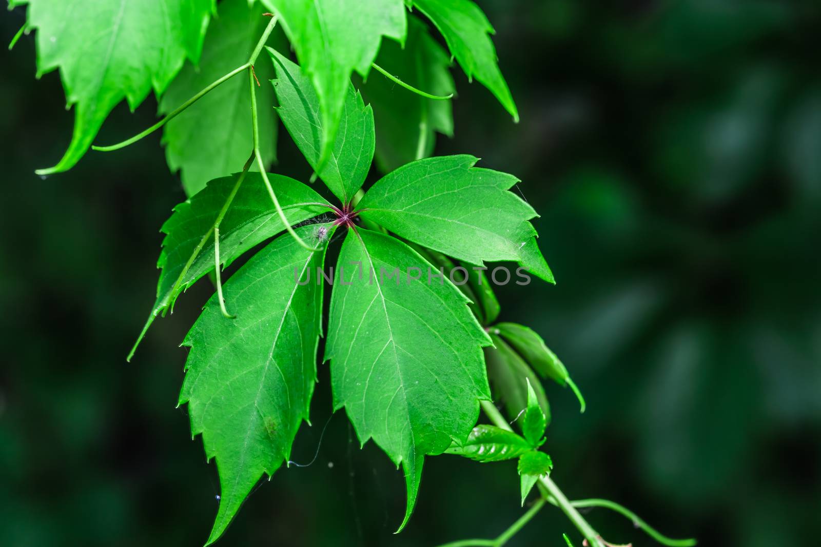 Amazing green leaves by petkolophoto