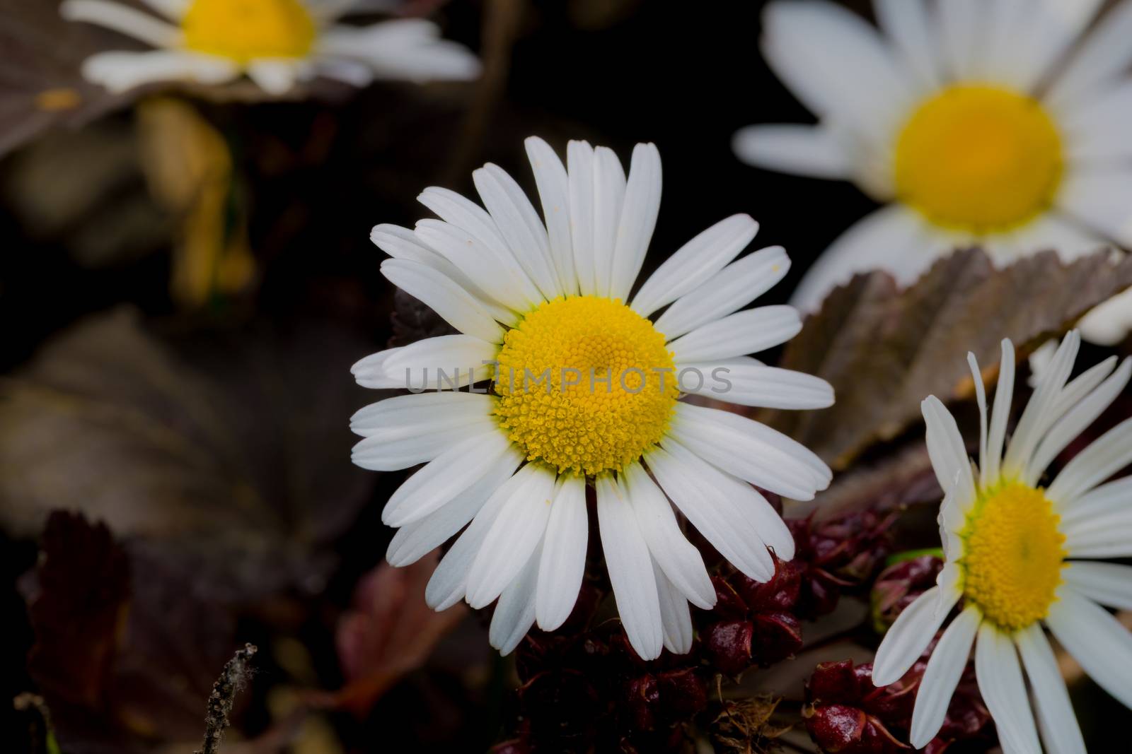 A really beautiful extraordinary camomile in the summer. Quebec, Canada