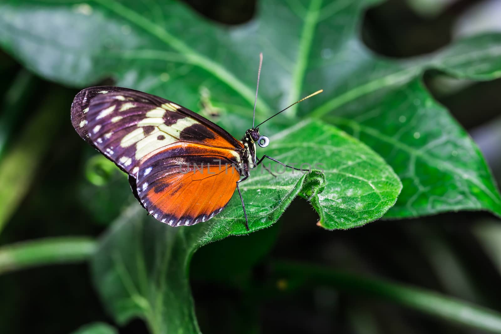 A beautiful butterfly on a flower by petkolophoto