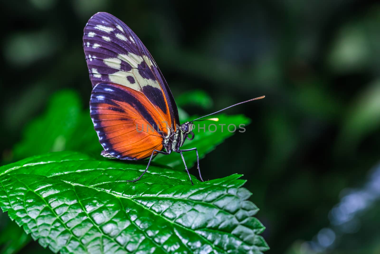 A beautiful butterfly on a flower by petkolophoto