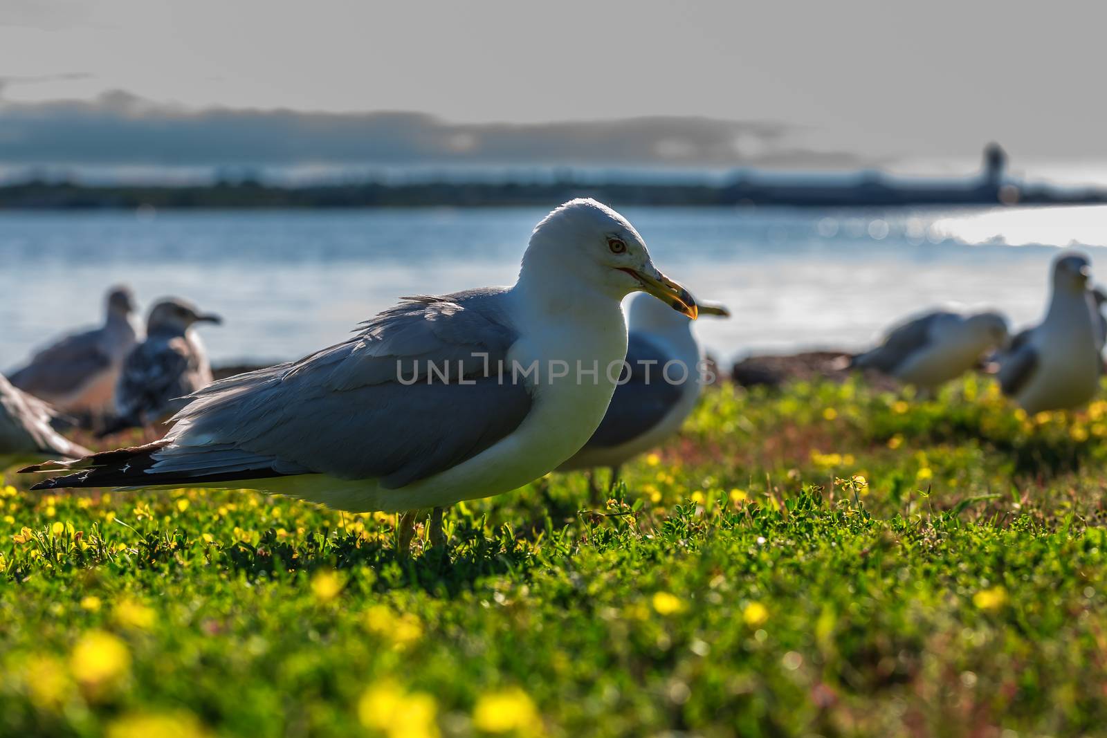 Many beautiful seagulls by petkolophoto
