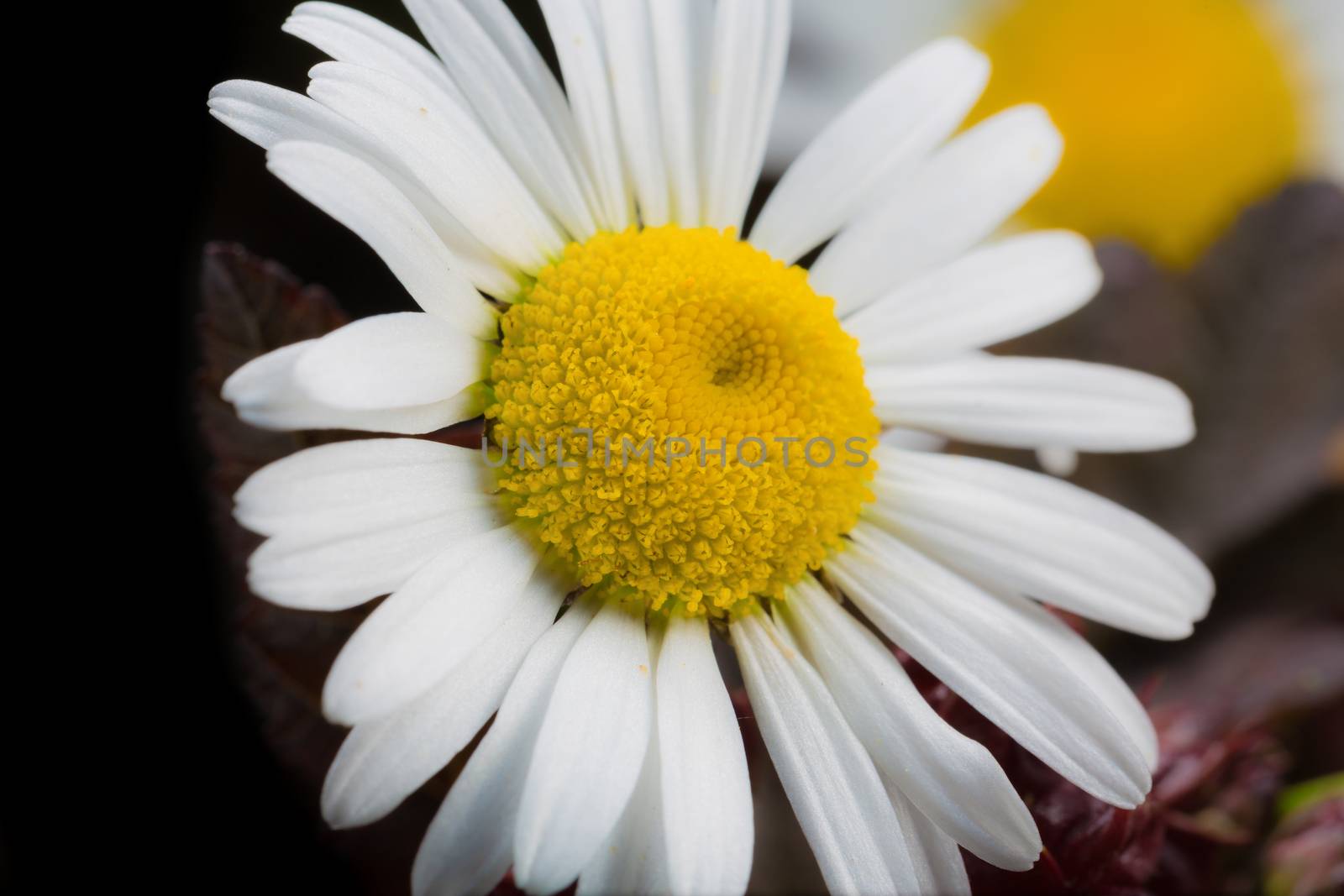 A really beautiful extraordinary camomile in the summer. Quebec, Canada