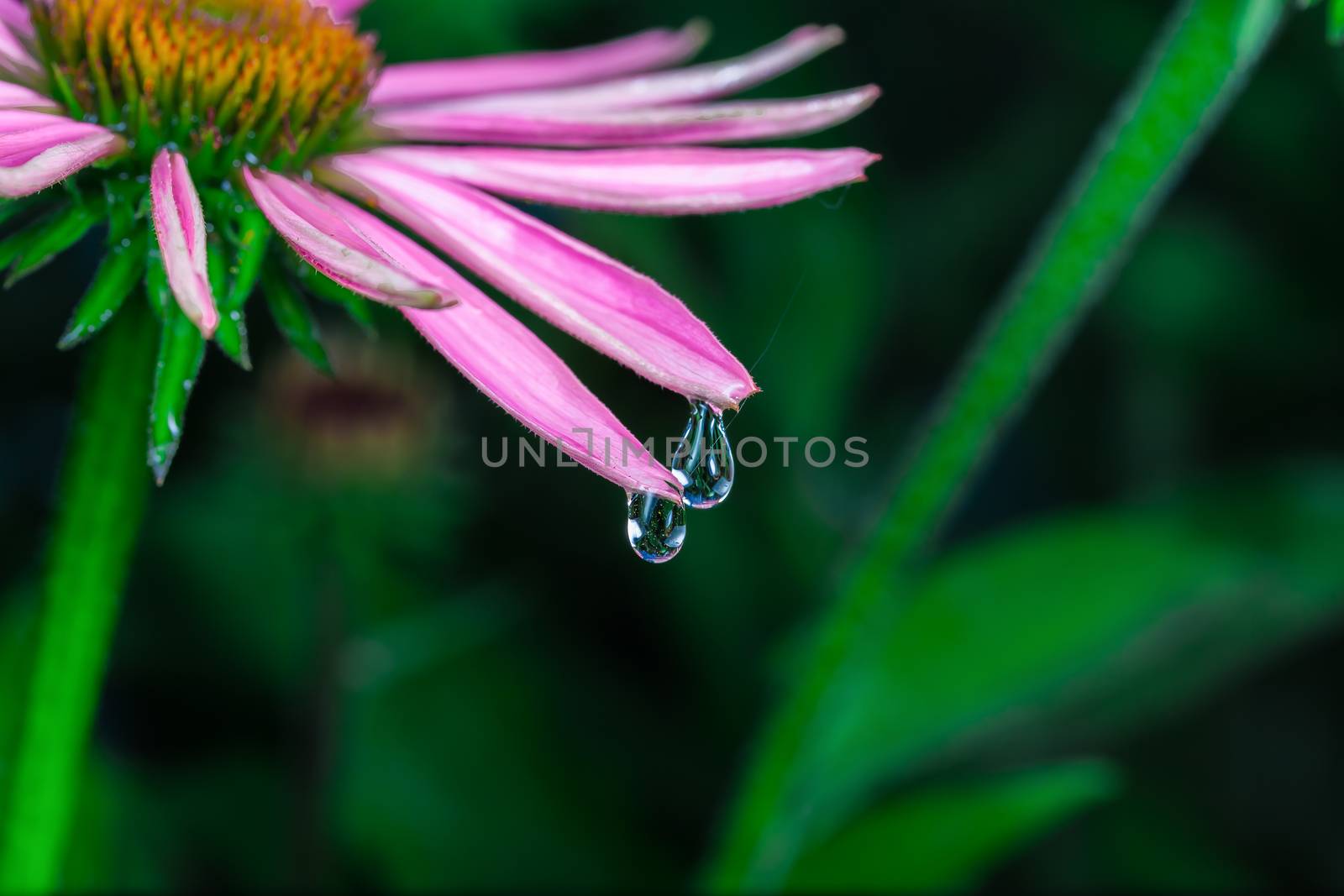 An amazing Echinacea purpurea in a park after the rain. Montreal, Canada.
