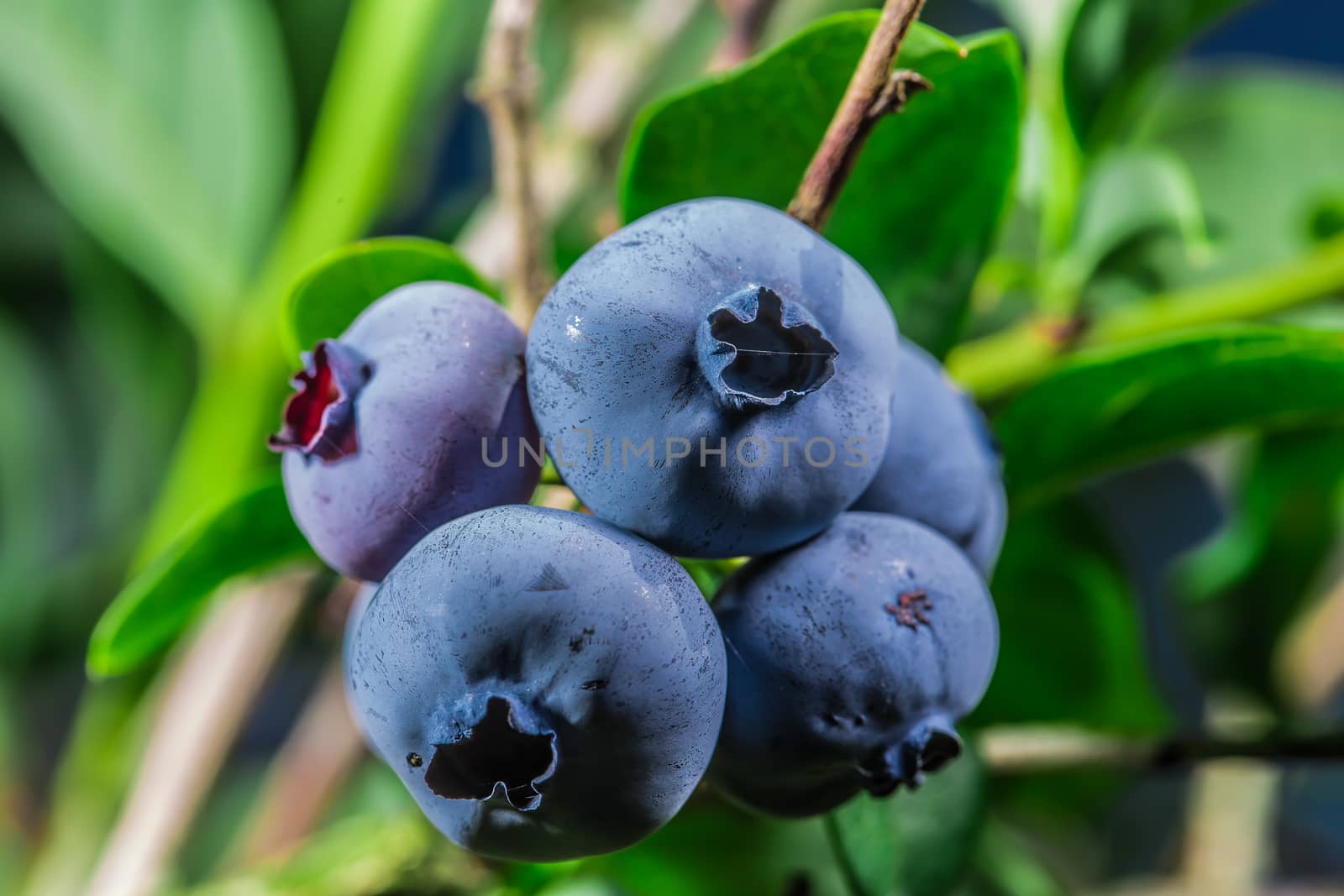A lot of big juicy blueberries in the wild. Found in Ontario, Canada.