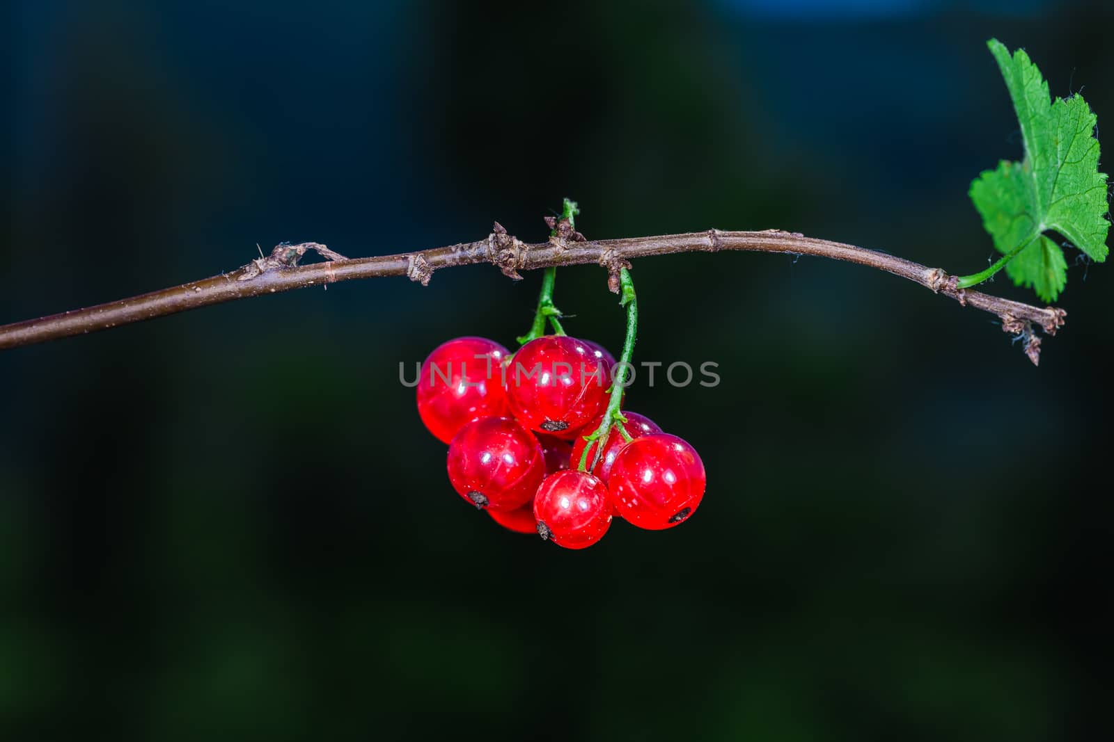 Amazing little juicy red currants in the wild nature of Ontario, Canada.