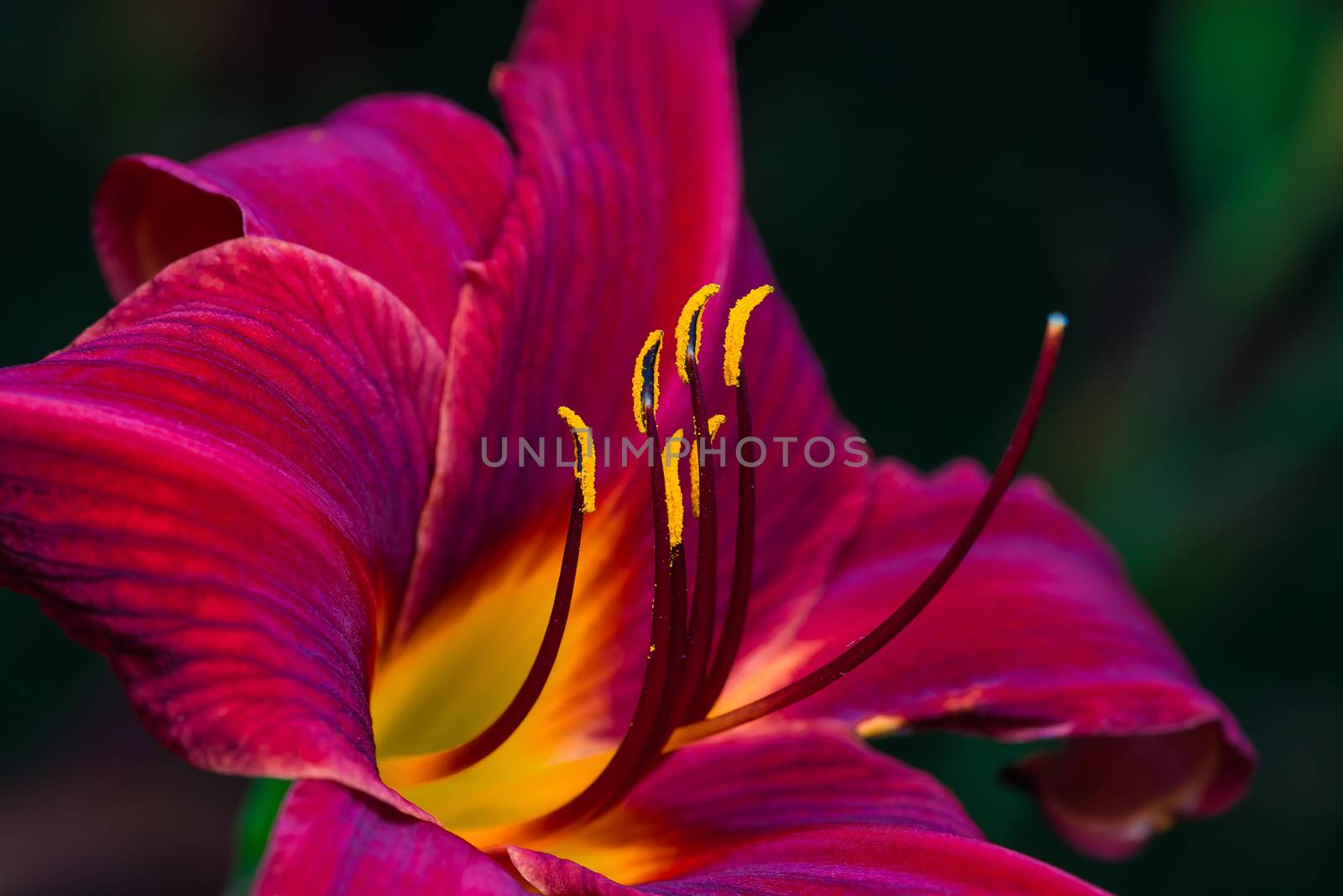 A really beautiful red flower in a park. Quebec, Canada,