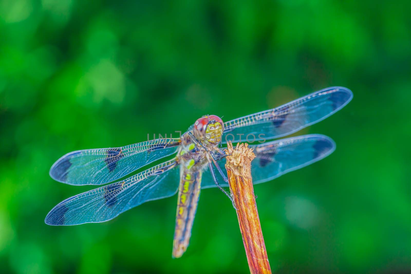 A really beautiful blue winged dragonfly in the wild, Ontario, Canada.