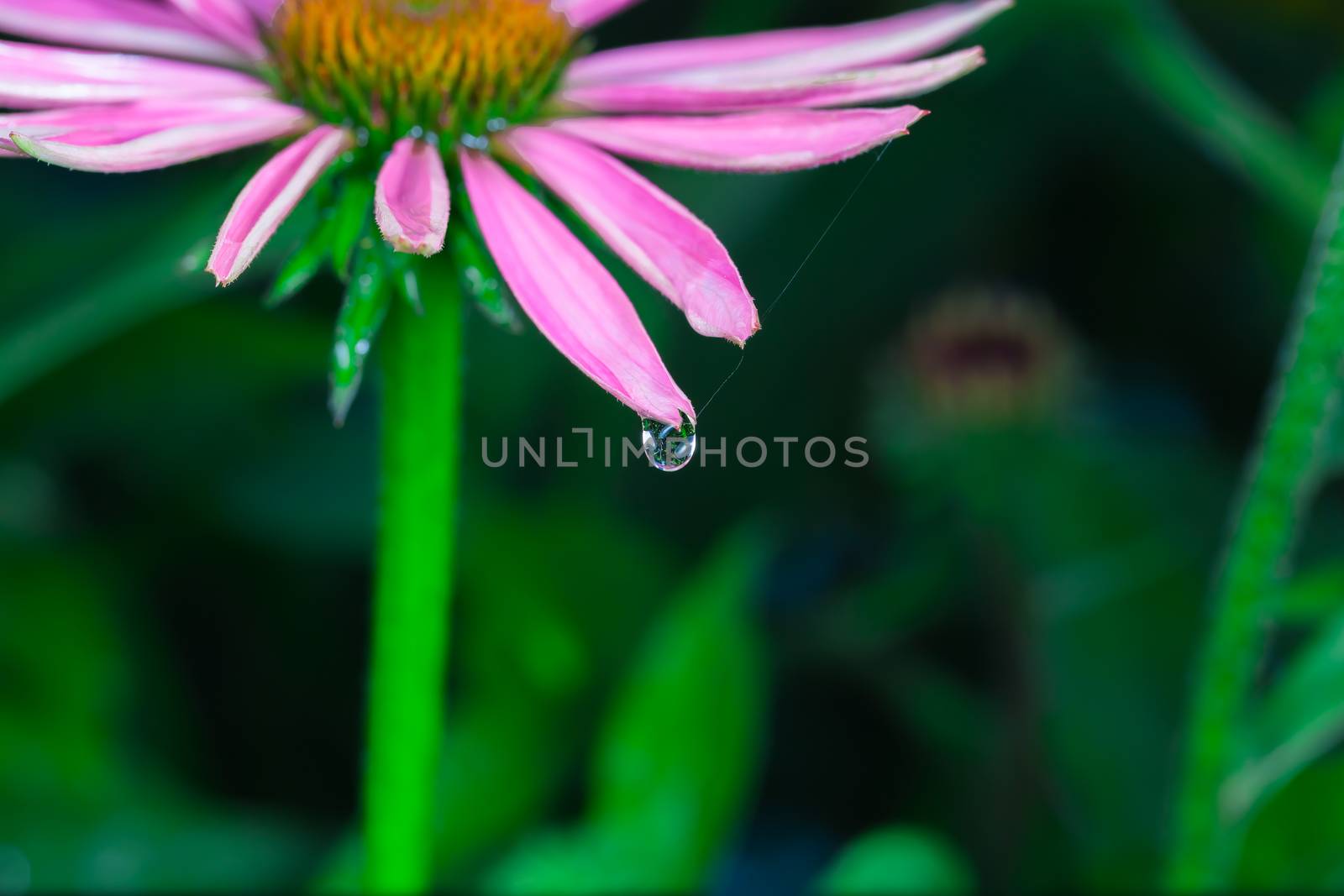 An amazing Echinacea purpurea in a park after the rain. Montreal, Canada.