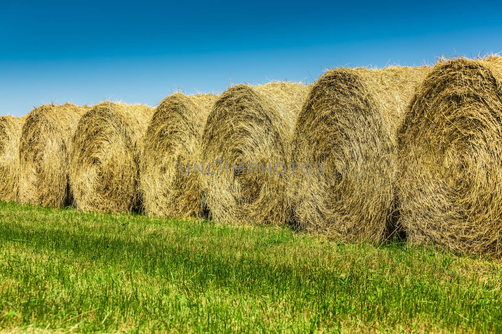 Yellow hay in a field by petkolophoto