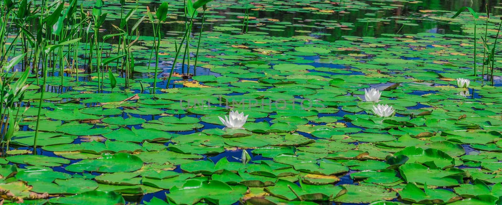 Many lily pads and lotus flowers floating on the water in a lake in the wild nature of Canada.