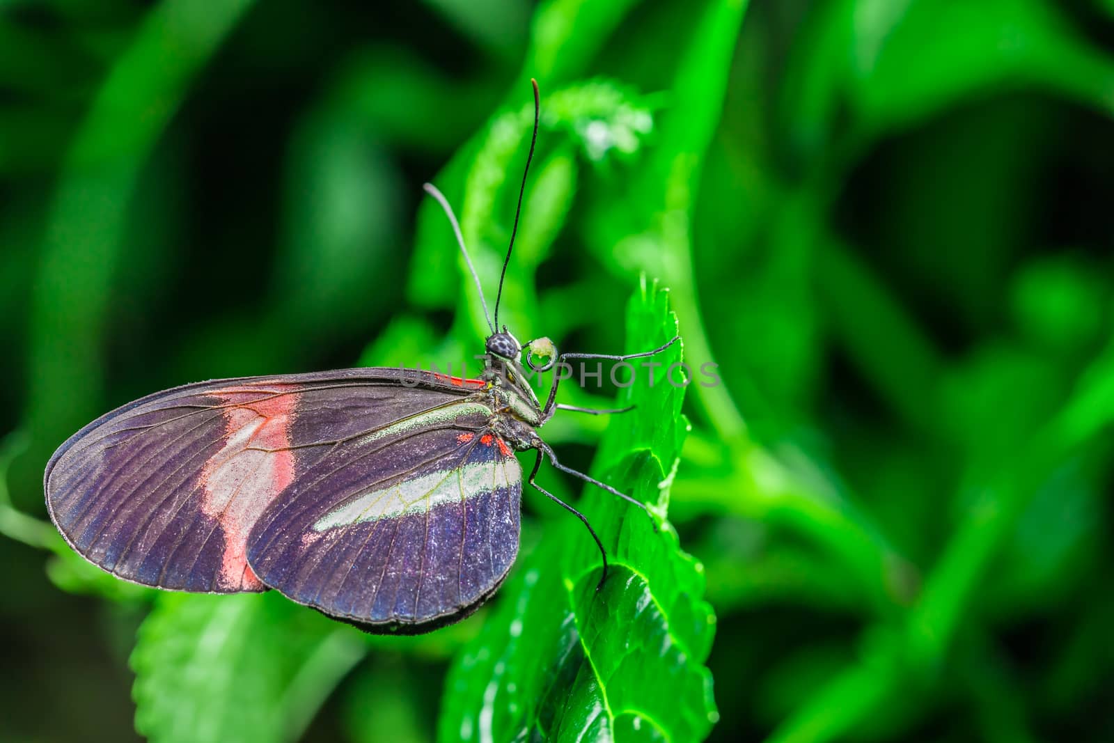 A beautiful butterfly on an green leaf, in a park, in Toronto, Canada.