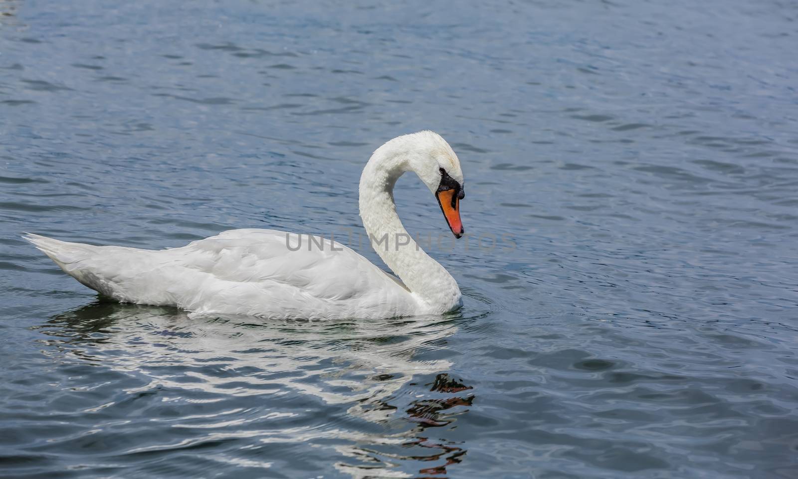 A beautiful white swan swimming alone in a lake on a sunny day in Montreal City, Canada.