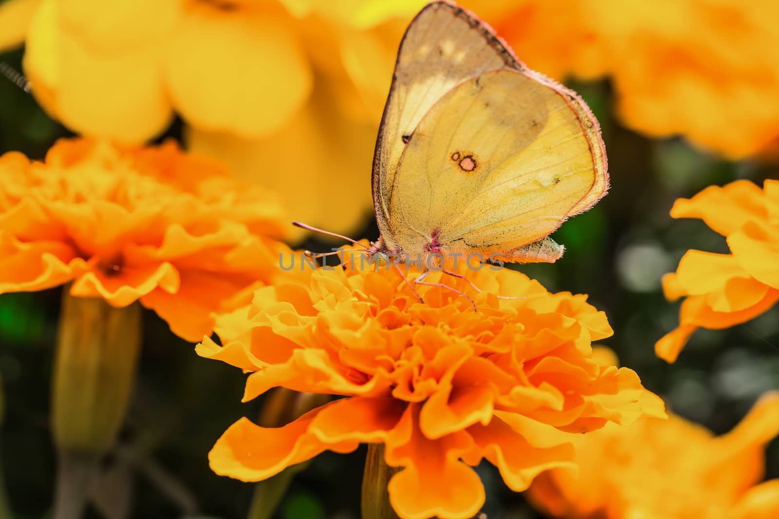 A beautiful yellow butterfly on an orange flower, in a park, in Montreal, Canada.