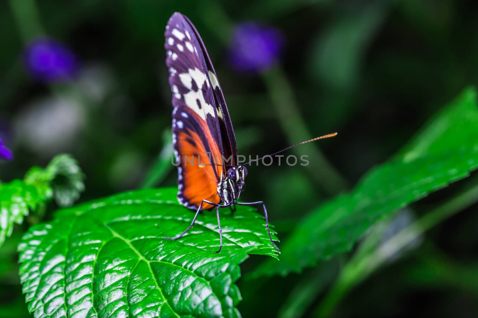 A beautiful butterfly on an green leaf, in a park, in Toronto, Canada.