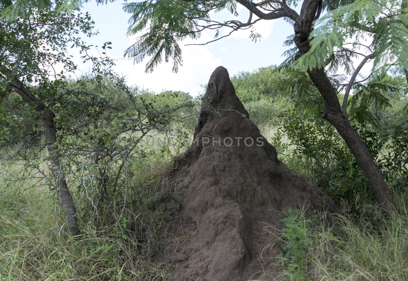 big termite hill in africa