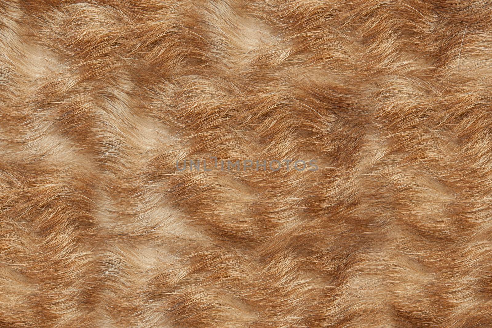 Texture wool red dog. brown, yellow, gray, white color. 