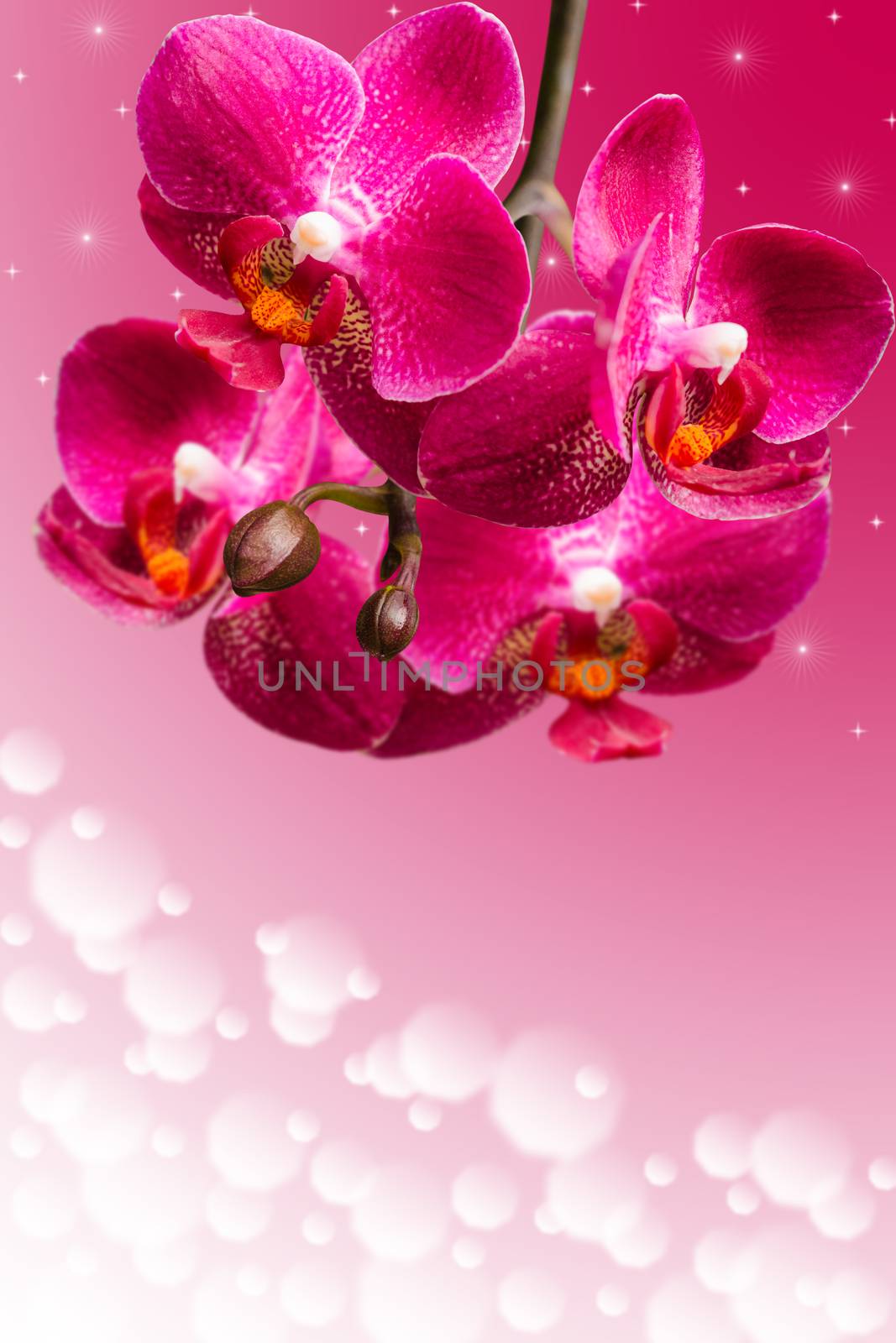 Dark purple orchid flowers on blurred gradient background with copy-space area