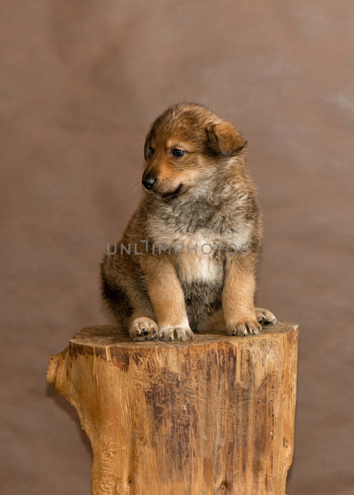 The homeless dog thrown by people by fotooxotnik