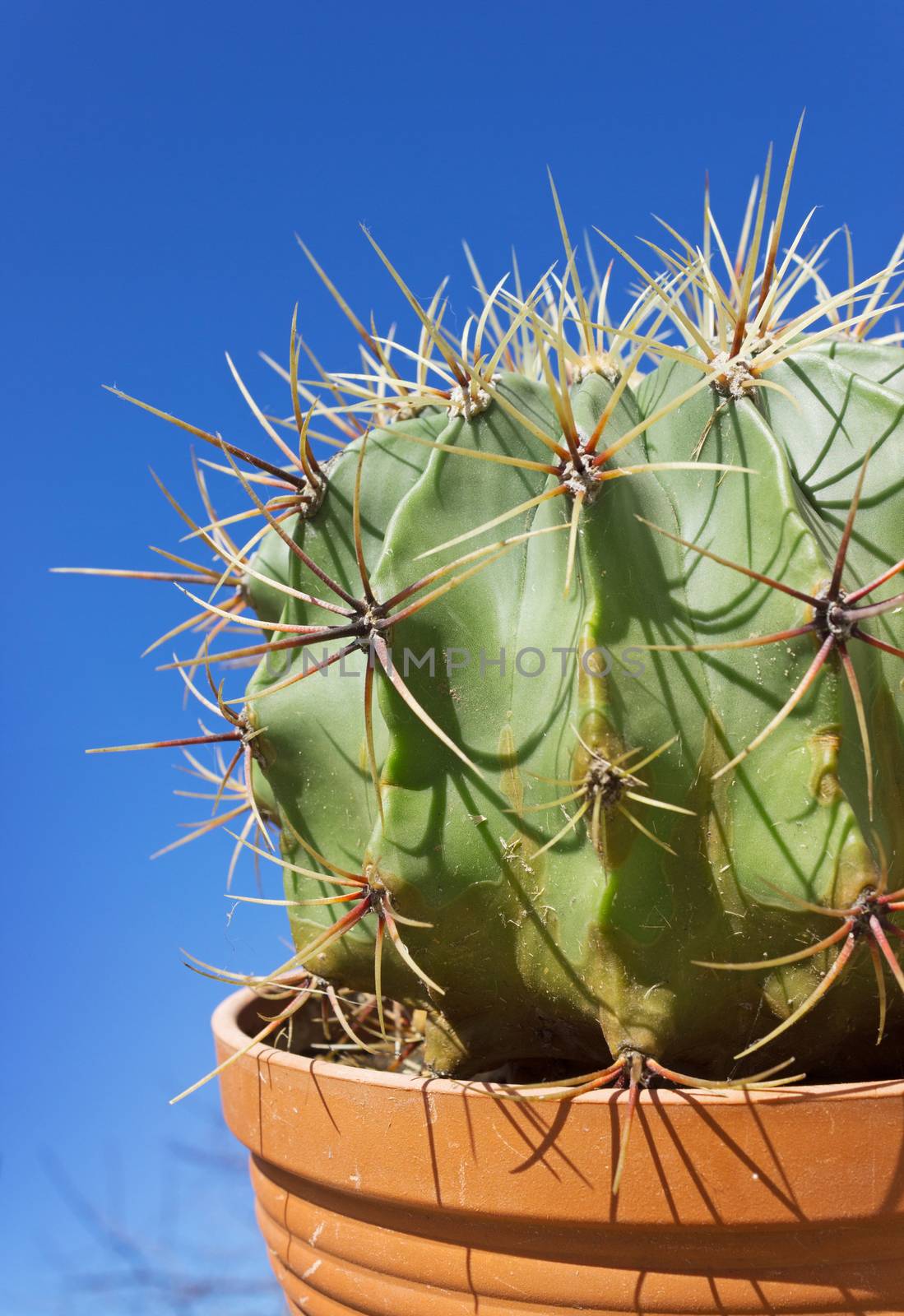 Cactus Astrophytum home on blue sky background