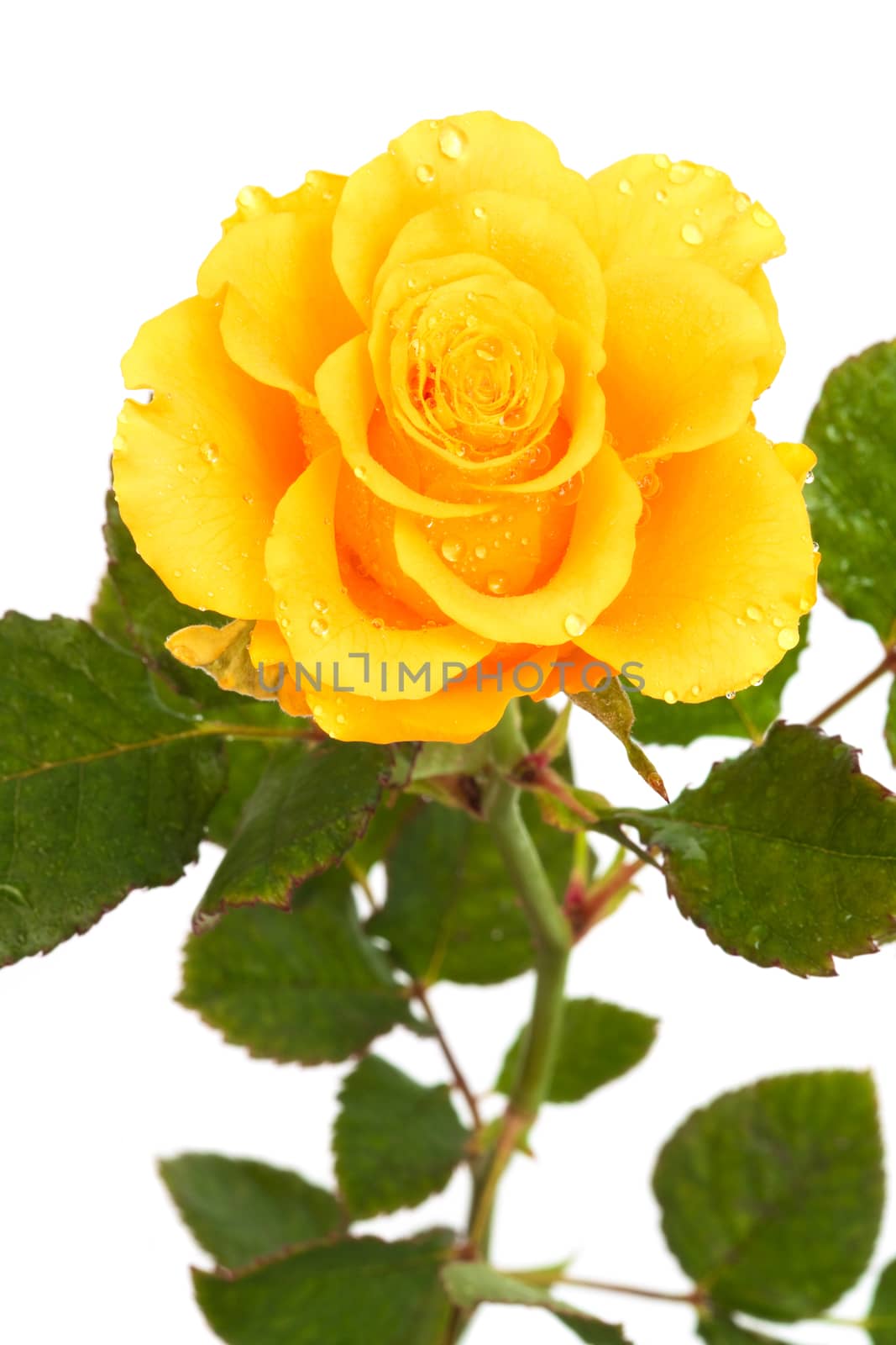 Fresh yellow roses on a white background