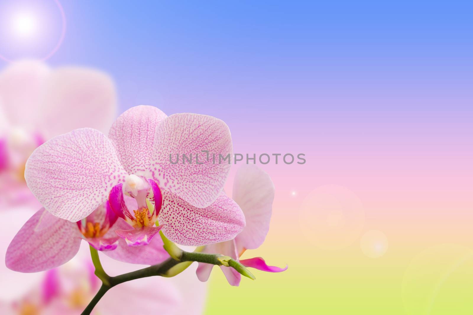 Romantic pink spotted orchids on natural gradient background with free area for your text